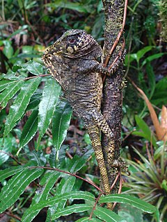 Smooth helmeted iguana Species of lizard