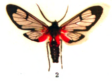 Cosmosoma cardinale moth.png