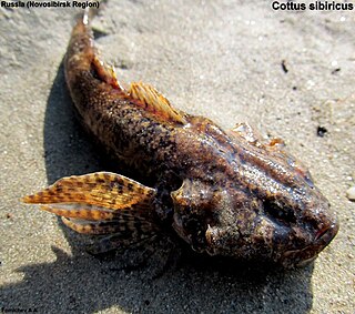 <span class="mw-page-title-main">Siberian sculpin</span> Species of fish