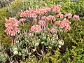 Cotyledon orbiculata