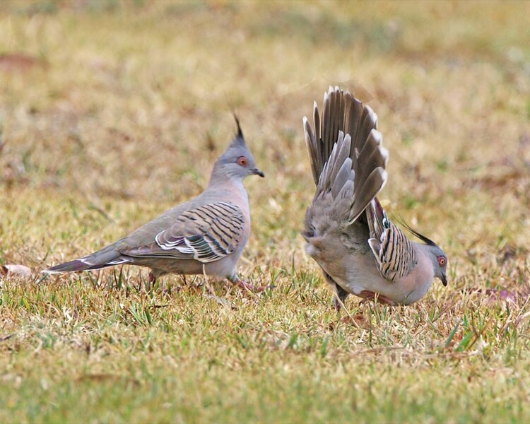 File:Crested Pigeon (Ocyphaps lophotes) mating display 2.jpg