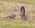 Crested Pigeon (Ocyphaps lophotes) mating display 2.jpg