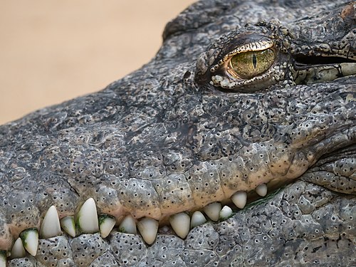 Detail of a crocodile at Cologne Zoo