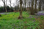 Miniatuur voor Bestand:Crocus display at Cale Green - geograph.org.uk - 4382243.jpg