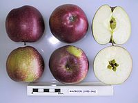 Cross section of Macwood, National Fruit Collection (acc. 1950-146).jpg