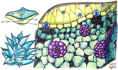 Cross section of a CAM (Crassulacean acid metabolism) plant, specifically of an agave leaf. Vascular bundles shown. Drawing based on microscopic images courtesy of Cambridge University Plant Sciences Department. Cross section of agave, a CAM plant..jpg