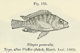 Ctenochromis pectoralis