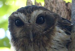 Cuban Screech-Owl. Otus lawrencii. Endemic - Flickr - gailhampshire.jpg