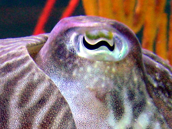 A cuttlefish with W-shaped pupils which may help them discern colors