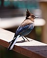 * Nomination Steller's jay, Big Sur. --King of Hearts 03:24, 1 February 2019 (UTC) * Promotion Good quality. -- Johann Jaritz 04:08, 1 February 2019 (UTC)