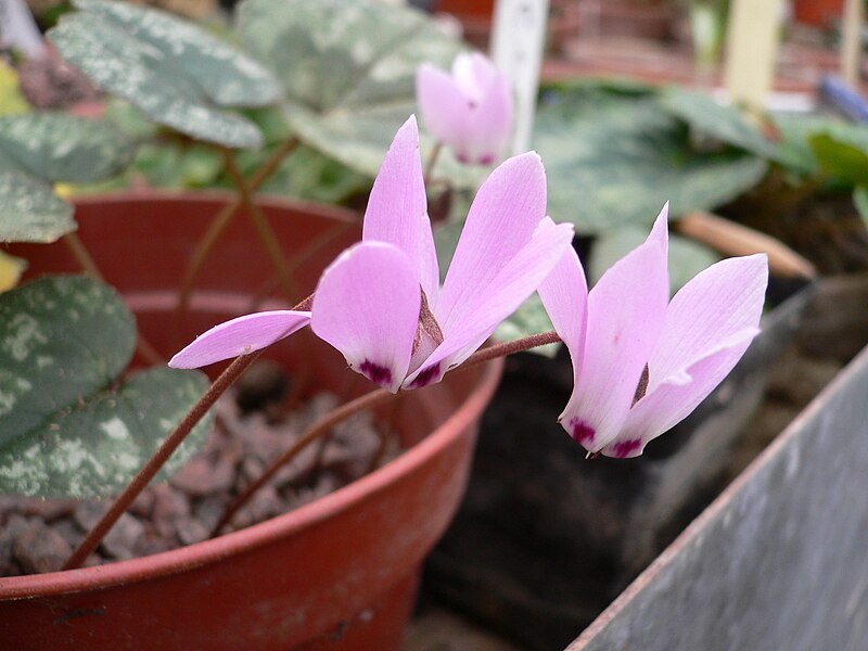 File:Cyclamen libanoticum Eliot Hodgkin.jpg