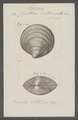Cytherea interrupta - - Print - Iconographia Zoologica - Special Collections University of Amsterdam - UBAINV0274 078 07 0014.tif