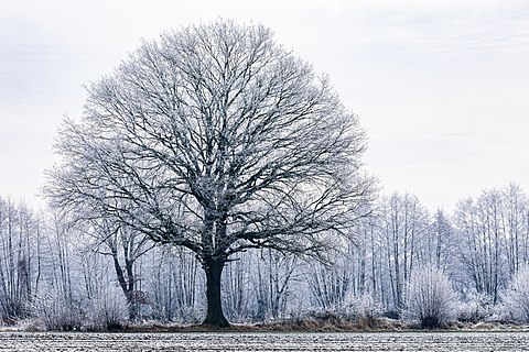Solitary tree in the Dernekamp hamlet, Kirchspiel, Dülmen, North Rhine-Westphalia, Germany