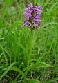 Dactylorhiza aristata