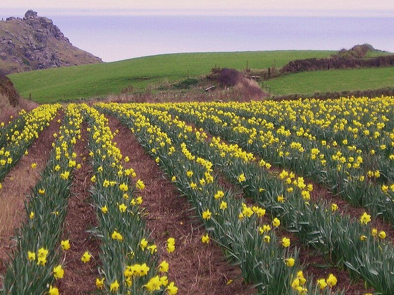 File:Daffodil Crop, Lizard - geograph.org.uk - 4172897.jpg