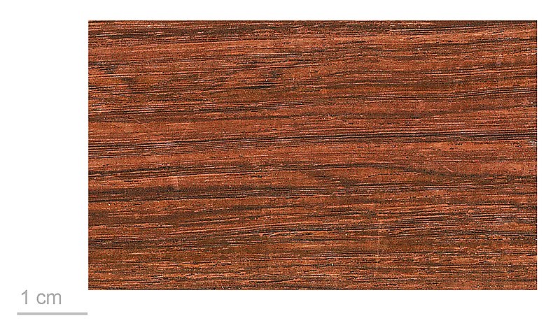 File:Dalbergia sp. MHNT.BOT.2010.6.20.jpg