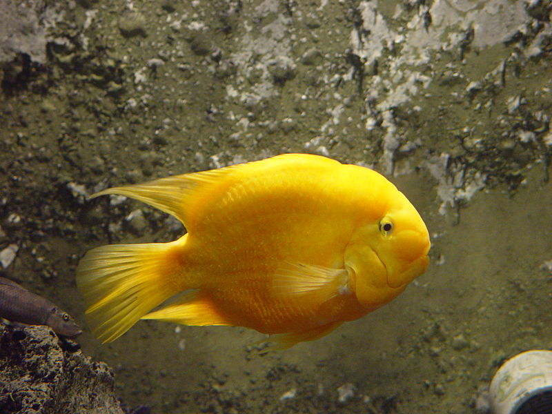 File:Darica Fish 02327.jpg