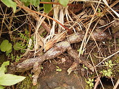 in habitat: Barlovento, La Palma