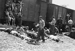 Image 5Bodies being pulled out of a train carrying Romanian Jews from the Iași pogrom, July 1941 (from The Holocaust)