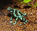 * Nomination A Green and black poison dart frog, Dendrobates auratus, Karlsruhe Zoo --Llez 01:47, 28 September 2019 (UTC) * Promotion  Support Good quality.--Agnes Monkelbaan 04:35, 28 September 2019 (UTC)