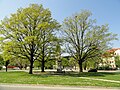 Memorial to the fallen of the First World War with surrounding trees