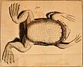 Developpement parfait du mystère de la génération du fameux crapaud de Surinam, nommé (1765) (14771060284).jpg