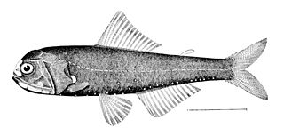 <i>Diaphus lucidus</i> Species of fish