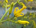 Golden eardrops (Ehrendorferia chrysantha or Dicentra chrysantha)