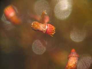 Bryopsida class of plants