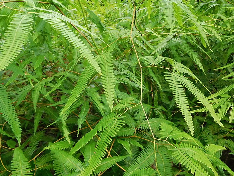 File:Dicranopteris linearis ( Pteridophyta ).jpg