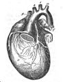 Seite 92 Fig. I. Das Herz von vorn und oben mit seinen Gefäßen. [ohne Signatur]