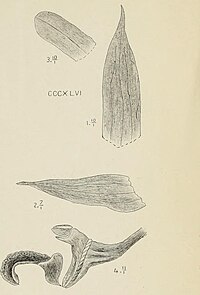 Die Orchideen von Java - fig. 345-348 (1911) - cropped 2.jpg