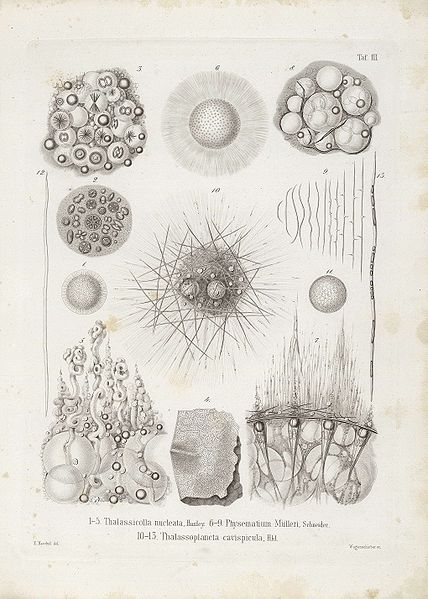 File:Die Radiolarien (Rhizopoda radiata) - Ernst Haeckel - Tafel 04.jpg