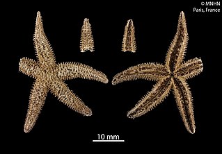 <i>Diplasterias</i> Genus of starfishes