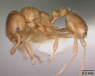 <i>Diplomorium</i> Genus of ants