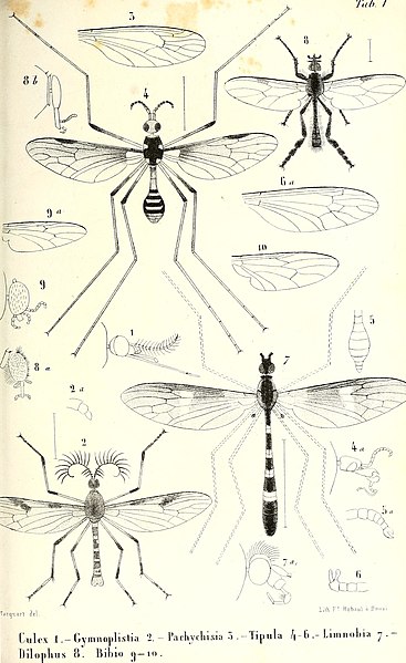 File:Diptères exotiques nouveaux ou peu connus (1838) (20771798640).jpg