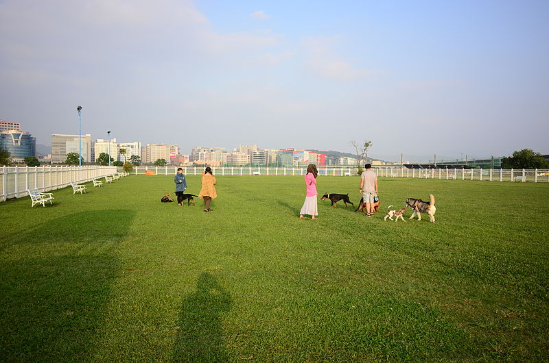 File:Dogs Playing at Yingfeng DogRun Area in Afternoon 20141014.jpg