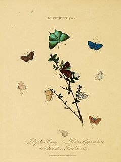 <i>Eicochrysops</i> Butterfly genus in family Lycaenidae