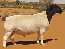 Dorper ram - South Africa Dorper ram in the Kalahari - South Africa .jpg