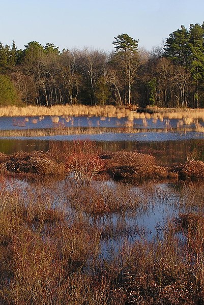 A cranberry bog within Double Trouble State Park, which straddles Berkeley Township and a smaller portion within neighboring Lacey Township in Ocean C