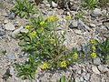 Miniatura para Draba nemorosa