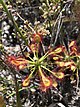 Drosera glabripes.jpg