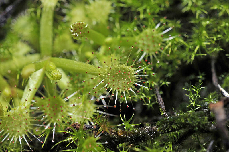 File:Drosera rotundifolia Linnaeus, 1753 300-3-9802.JPG