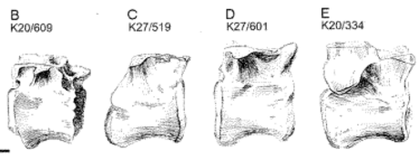 Dryptosauroides