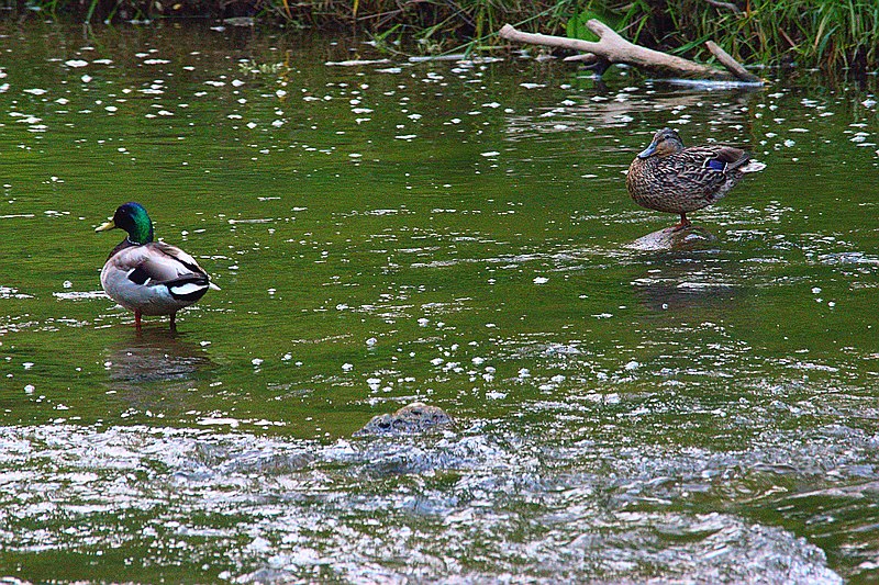 File:Ducks In Rouge River.jpg