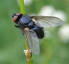 Dufouria-sp-Tachinid-fly-20110516a.JPG