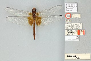 <i>Dythemis maya</i> Species of dragonfly