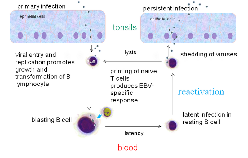 File:EBV infection cycle in healthy humans.png