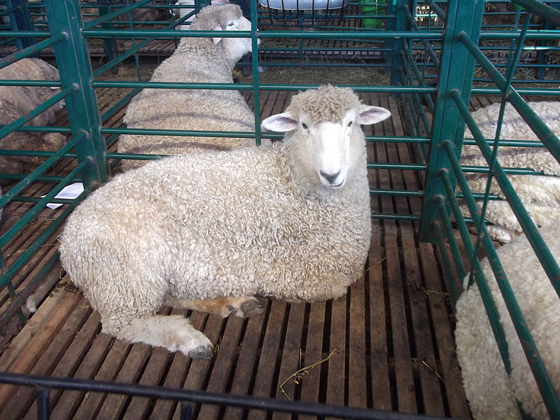 File:EXPOINTER 2013 01 Sheep.JPG