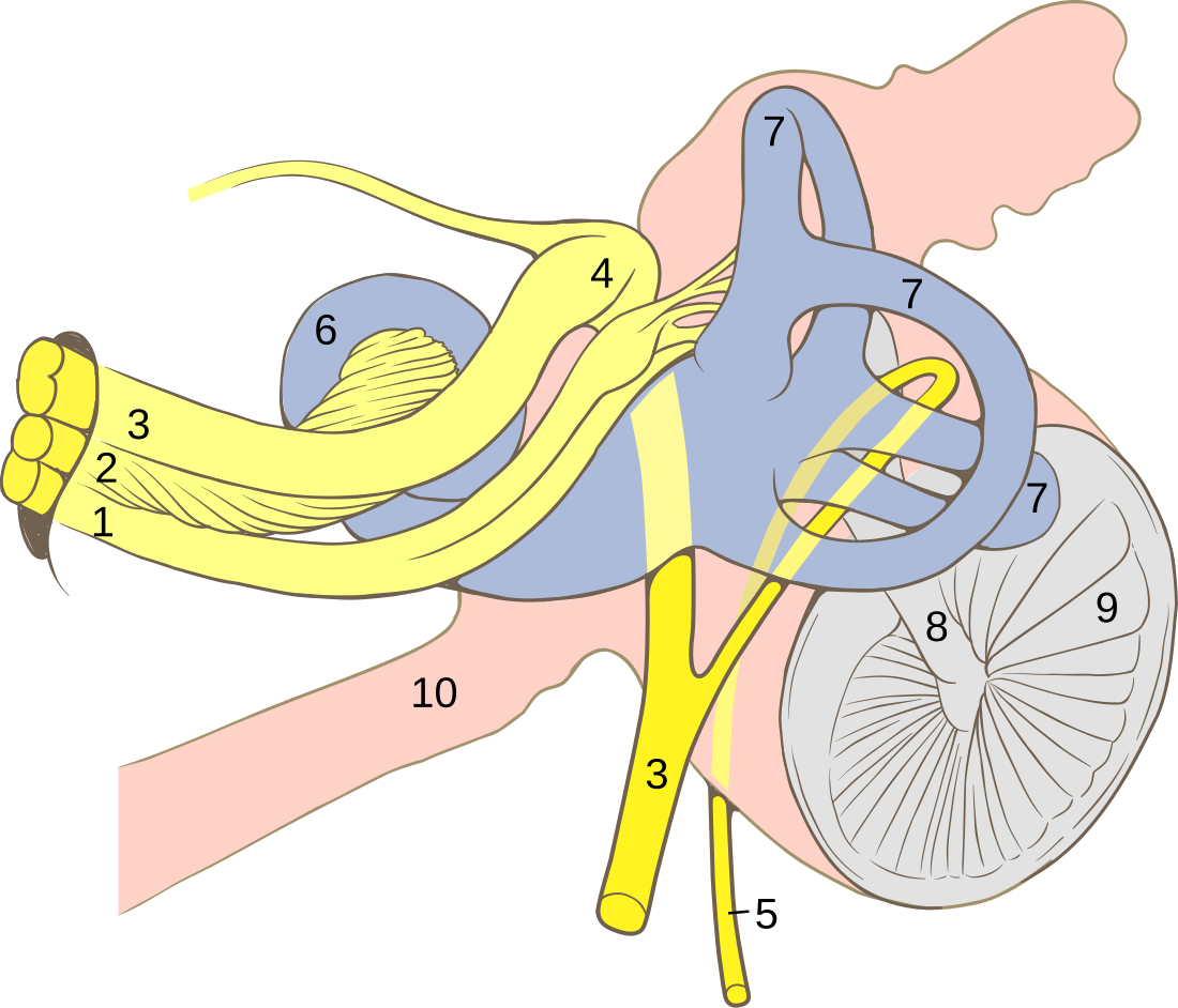 Geniculate ganglion